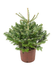 Juletræ mix 19 cm potte